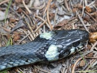 Head of dead Grass snake  Natrix natrix : animal, dead, death, fauna, grass snake, head, natrix, natrix natrix, reptile, snake, the end, natural, nature