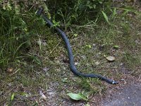 Head of dead Grass snake  Grass snake (Natrix natrix) : animal, dead, death, fauna, grass snake, head, natrix, natrix natrix, natural, nature, reptile, snake, the end