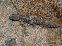 Phyllodactylus europaeus 2, Europese bladvingergekko, Saxifraga-Mark Zekhuis