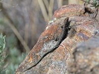 Podarcis guadarramae 2, Saxifraga-Tom Heijnen