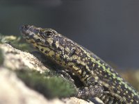 Podarcis hispanica, Iberian Wall Lizard