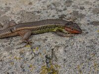 Psammodromus algirus 43, Algerijnse zandloper, adult male, Saxifraga-Theo Verstrael