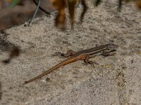 Psammodromus algirus 45, Algerijnse zandloper, adult male, Saxifraga-Theo Verstrael