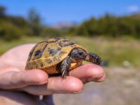 Young Spur-thighed tortoise on hand  Juvenile Spur-thighed tortoise or Greek tortoise (Testudo graeca) lifted up on the hand of a herpetologist researcher : afraid, africa, animal, asia, background, capture, catch, close, close-up, closeup, environment, europe, european, fauna, frightened, graeca, greece, greek, habitat, herbivore, herbivorous, hide, hiding, ibera, lesbos, lift, longevity, mediterranean, natural, nature, outdoor, pet, protective, relax, reptile, reptilia, seize, shell, slow, slowly, solid, spur, spur-thighed, terrestrial, testudo, thighed, tortoise, turtle, turtoise, up