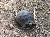 Testudo graeca 7, Saxifraga-Henk Baptist