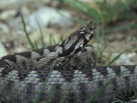 Vipera ammodytes ssp meridiana 8, Saxifraga-Edo van Uchelen