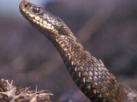 Vipera berus 17, Adder, female, Saxifraga-Edo van Uchelen