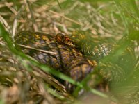 Viper staring in the camera  Viper is ready for attack : adder, animal, assault, attack, berus, black, british, coldblooded, constrictor, crawling, creature, danger, dangerous, descending, down, english, grass, green, hunting, leaves, nature, organism, pattern, pet, poisionous, poison, poisonous, red, remote, reptile, reptilian, scale, serpent, serpentine, sliding, slither, slithering, snake, snakeskin, staring, suspended, toxic, viper, vipera, white, wildlife, yellow, young