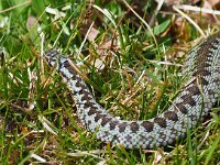 Vipera berus 84, Adder, Saxifraga-Hans Dekker