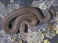 Vipera dinniki 4, Saxifraga-Edo van Uchelen