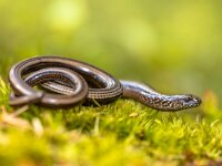 Slow worm on moss  Slow worm (Anguis fragilis) on moss in a forest of Dolomites, Italy : anguis, animal, background, blind, blindworm, brown, closeup, common, creature, detail, dolomites, environment, europe, eye, fauna, fragilis, france, garden, germany, grass, green, habitat, head, herpetofauna, italy, legless, lizard, lizard-like, macro, moss, natural, nature, nobody, outdoor, reptile, reptilian, slow, slow-worm, slowworm, snake, spring, wild, wildlife, worm, young