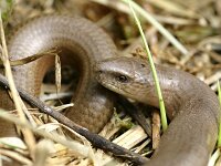 Anguis fragilis 41, Hazelworm, Saxifraga-Lieven Decrick