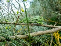 Chamaeleo chamaeleon 5, Gewone kameleon, Saxifraga-Bart Vastenhouw