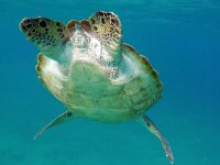 Chelonia mydas 3, Soepschildpad, Saxifraga-Tom Heijnen