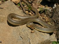 Coluber caspius, Caspian Whip Snake