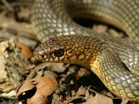 Coluber caspius 3, Saxifraga-Dirk Hilbers