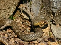 Coluber caspius 5, Saxifraga-Dirk Hilbers