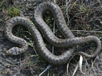 Coronella austriaca 8, Gladde slang, Saxifraga-Mark Zekhuis