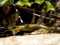 Elaphe longissima 10, Saxifraga-Jan van der Straaten