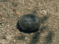 Emys orbicularis 14, Europese moerasschildpad, Saxifraga-Jan van der Straaten