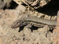 Gallotia galloti palmae 7, Canarische Hagedis, Saxifraga-Henk Baptist