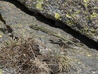 Iberolacerta cyreni