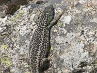 Iberolacerta cyreni 10, Centraal-Iberische berghagedis, Saxifraga-Willem van Kruijsbergen