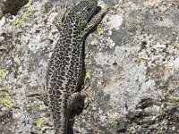 Iberolacerta cyreni 11, Centraal-Iberische berghagedis, Saxifraga-Willem van Kruijsbergen