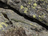 Iberolacerta cyreni 2, Centraal-Iberische berghagedis, Saxifraga-Willem van Kruijsbergen