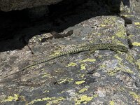 Iberolacerta cyreni 5, Centraal-Iberische berghagedis, Saxifraga-Willem van Kruijsbergen