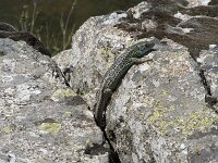 Iberolacerta cyreni 6, Centraal-Iberische berghagedis, Saxifraga-Willem van Kruijsbergen
