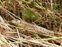 Lacerta agilis 21, Zandhagedis, female, Saxifraga-Mark Zekhuis
