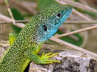 Lacerta bilineata 34, Westelijke Westelijke smaragdhagedis, Saxifraga-Hans Grotenhuis