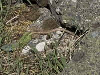 Lacerta schreiberi 10, Iberische smaragdhagedis, Saxifraga-Willem van Kruijsbergen