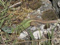 Lacerta schreiberi 11, Iberische smaragdhagedis, Saxifraga-Willem van Kruijsbergen