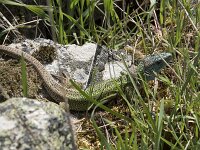 Lacerta schreiberi 12, Iberische smaragdhagedis, Saxifraga-Willem van Kruijsbergen