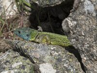 Lacerta schreiberi 13, Iberische smaragdhagedis, Saxifraga-Willem van Kruijsbergen