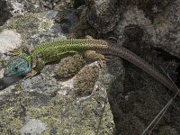 Lacerta schreiberi 16, Iberische smaragdhagedis, Saxifraga-Willem van Kruijsbergen