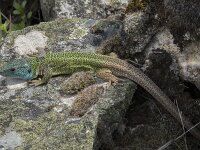 Lacerta schreiberi 17, Iberische smaragdhagedis, Saxifraga-Willem van Kruijsbergen