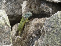 Lacerta schreiberi 19, Iberische smaragdhagedis, Saxifraga-Willem van Kruijsbergen