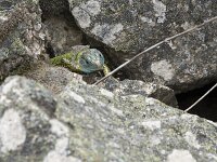 Lacerta schreiberi 20, Iberische smaragdhagedis, Saxifraga-Willem van Kruijsbergen