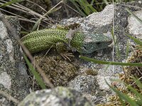 Lacerta schreiberi 22, Iberische smaragdhagedis, Saxifraga-Willem van Kruijsbergen