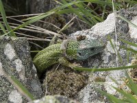 Lacerta schreiberi 23, Iberische smaragdhagedis, Saxifraga-Willem van Kruijsbergen