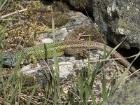 Lacerta schreiberi 26, Iberische smaragdhagedis, Saxifraga-Willem van Kruijsbergen