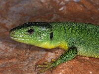 Lacerta trilineata 2, Saxifraga-Edo van Uchelen