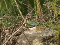 Lacerta viridis 2, Oostelijke smaragdhagedis, adult male, Saxifraga-Theo Verstrael