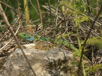 Lacerta viridis 4, Oostelijke smaragdhagedis, adult male, Saxifraga-Theo Verstrael