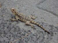 Laudakia caucasia 4, Kaukasische agaam, Saxifraga-Ed Stikvoort