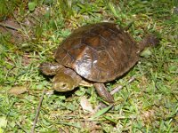 Mauremys leprosa 2, Moorse beekschildpad, Saxifraga-Rudmer Zwerver