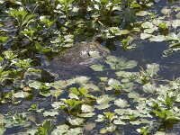 Mauremys leprosa 3, Moorse beekschildpad, Saxifraga-Willem van Kruijsbergen